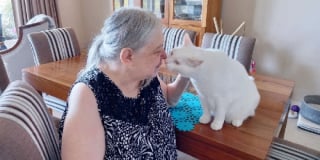 Illustration de l'article : Selon les dernières volontés de sa maîtresse, ce chat a pu assister à ses funérailles et faire ses derniers adieux
