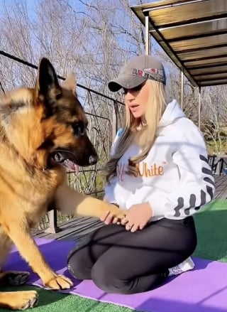 Illustration de l'article : Lors d’un cours de yoga donné par sa maîtresse, ce Berger Allemand vole littéralement la vedette et les cœurs (vidéo)