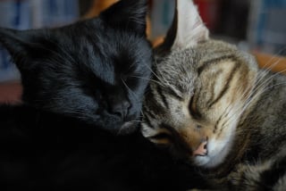 Illustration de l'article : Sans le vouloir, un homme crée le premier « pub à chats » de sa ville et connaît depuis un franc succès (vidéo)