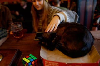 Illustration de l'article : Sans le vouloir, un homme crée le premier « pub à chats » de sa ville et connaît depuis un franc succès (vidéo)