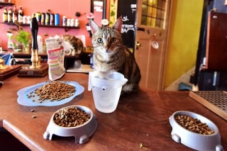 Illustration de l'article : Sans le vouloir, un homme crée le premier « pub à chats » de sa ville et connaît depuis un franc succès (vidéo)