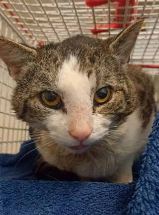 Illustration de l'article : Un vétérinaire quitte la salle un instant après avoir vu la pire blessure de sa carrière sur un chat errant 