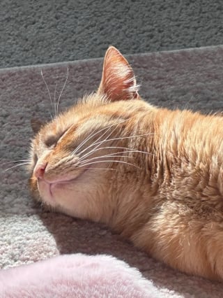 Illustration de l'article : Privés de lumière pendant 4 ans, ces 2 chats découvrent enfin la chaleur d’un rayon de soleil