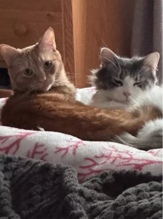 Illustration de l'article : Privés de lumière pendant 4 ans, ces 2 chats découvrent enfin la chaleur d’un rayon de soleil