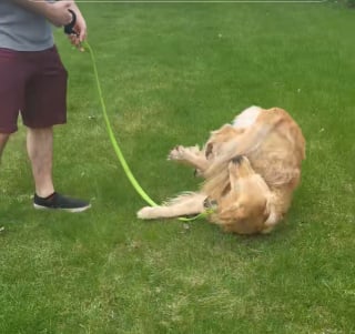 Illustration de l'article : Ce Golden Retriever est connu à l’international pour ses roulades légendaires (vidéo)