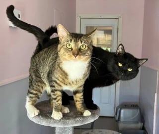 Illustration de l'article : Alors qu’elle souhaitait adopter des chatons, cette jeune femme rentre chez elle avec 2 frères adultes particulièrement soudés