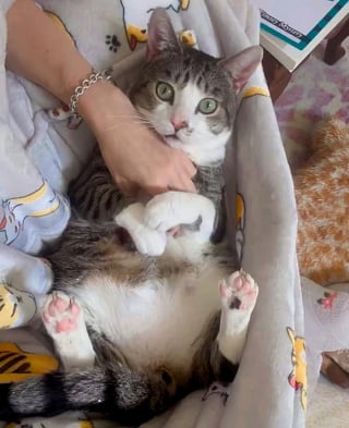 Illustration de l'article : Terrifié par un passé dont on ignore tout, ce chat mordait par peur jusqu’au jour où une comportementaliste a changé sa vie