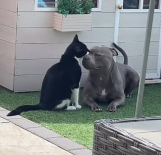 Illustration de l'article : Le "sourire" gigantesque et communicatif d'un chien alors qu'il est toiletté par son ami chat (vidéo)