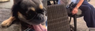 Illustration de l'article : Ce Terre-Neuve qui n'aime pas partager sa mamie décide de bouder en la voyant caresser un autre chien (vidéo)