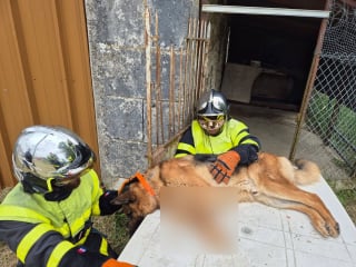 Illustration de l'article : Un chien se retrouve aux urgences vétérinaires après une tentative ratée de saut par-dessus le portillon de son jardin