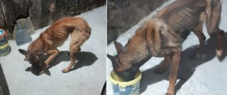Illustration de l'article : Poussés par la faim, 2 Malinois cachectiques tentent de fuir et sont remarqués par des riverains qui alertent les secours