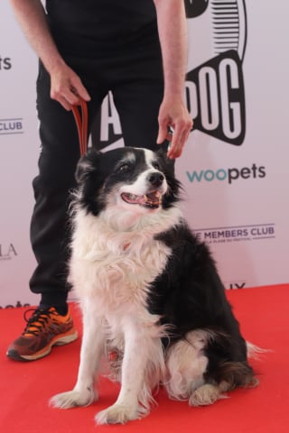 Illustration de l'article : Panda remporte la Palm Dog 2025 pour son jeu d’acteur époustouflant dans « L'Amour qu'il nous reste » (« The Love That Remains »)