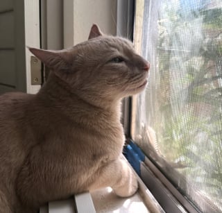Illustration de l'article : Un homme reconnaissant rend un hommage poignant à son chat qui l’a sauvé d’une crise cardiaque (vidéo)