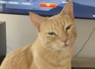 Illustration de l'article : Un homme reconnaissant rend un hommage poignant à son chat qui l’a sauvé d’une crise cardiaque (vidéo)