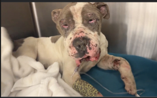 Illustration de l'article : Jeté près d’une benne, ce Pitbull brisé par les combats trouve la force de croire en l’amour (vidéo)