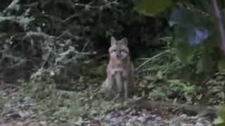Illustration de l'article : Alors qu’elle nourrit un chat errant, une mère remarque le regard troublé d'un invité-surprise et comprend qu’ils ne sont pas seuls (vidéo)