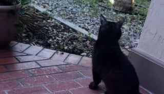 Illustration de l'article : Alors qu’elle nourrit un chat errant, une mère remarque le regard troublé d'un invité-surprise et comprend qu’ils ne sont pas seuls (vidéo)