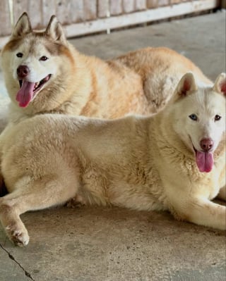 Illustration de l'article : Privés de liberté et de soins, ces chiens ont attendu un an avant d’avoir enfin droit à une vraie famille