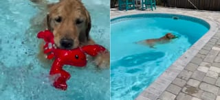Illustration de l'article : Une chienne craignant l'eau passe courageusement du refus de se baigner à l'addiction à la piscine avec le soutien de sa maîtresse (vidéo)