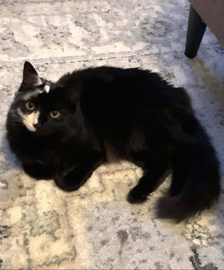 Illustration de l'article : Une maladie rare, mais inoffensive, touchant sa peau transforme ce chat noir en véritable coqueluche du web (vidéo)