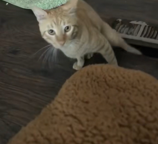 Illustration de l'article : Une femme ne comprend pas comment un chat inconnu s’est introduit chez elle avant de le voir en pleine action (vidéo) 