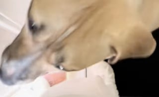 Illustration de l'article : Fraîchement arrivé dans sa famille d’accueil, ce chien de refuge spontané et enjoué se lie d’amitié avec tous les chiens de son quartier (vidéo)