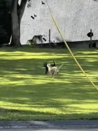 Illustration de l'article : Fraîchement arrivé dans sa famille d’accueil, ce chien de refuge spontané et enjoué se lie d’amitié avec tous les chiens de son quartier (vidéo)