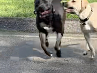 Illustration de l'article : Fraîchement arrivé dans sa famille d’accueil, ce chien de refuge spontané et enjoué se lie d’amitié avec tous les chiens de son quartier (vidéo)