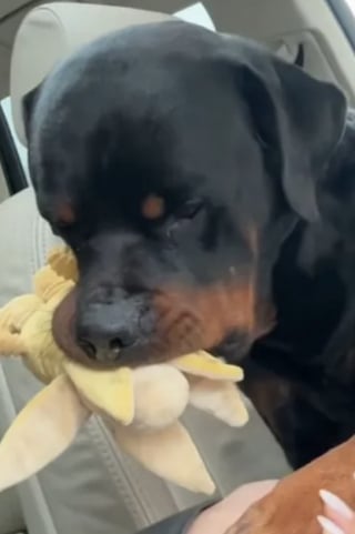 Illustration de l'article : Un Rottweiler anxieux peut compter sur un objet de soutien émotionnel étonnant qu’il transporte partout avec lui (vidéo)