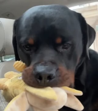 Illustration de l'article : Un Rottweiler anxieux peut compter sur un objet de soutien émotionnel étonnant qu’il transporte partout avec lui (vidéo)