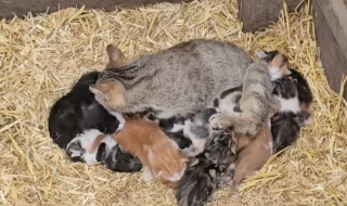 Illustration de l'article : Très généreuse, cette chatte de ferme admirée des internautes prend sous son aile tous les chatons dont elle croise la route (vidéo)