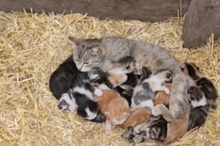 Illustration de l'article : Très généreuse, cette chatte de ferme admirée des internautes prend sous son aile tous les chatons dont elle croise la route (vidéo)