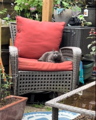 Illustration de l'article : Un chat amical, ou peut-être trop ensommeillé, ne bouge pas d’un cil quand un colibri s’approche de lui (vidéo) 