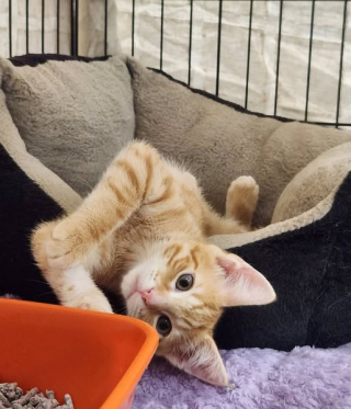 Illustration de l'article : Malgré un fémur cassé, ce chaton impressionne les vétérinaires et évite finalement l'intervention chirurgicale