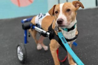 Illustration de l'article : Bien que paralysé après avoir été la cible de tirs, ce chien est plus que jamais prêt à commencer une nouvelle vie
