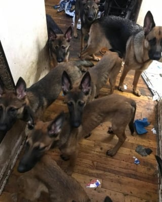 Illustration de l'article : Un chien traumatisé par toute une vie de négligence refuse catégoriquement de marcher jusqu'à sa rencontre avec 5 jeunes congénères