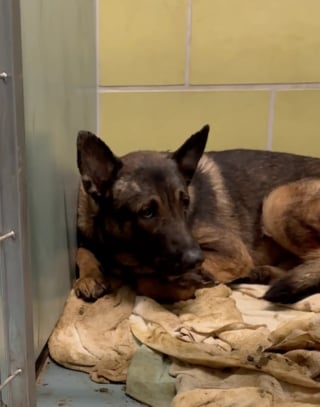 Illustration de l'article : Un chien traumatisé par toute une vie de négligence refuse catégoriquement de marcher jusqu'à sa rencontre avec 5 jeunes congénères