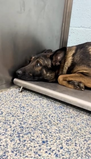 Illustration de l'article : Un chien traumatisé par toute une vie de négligence refuse catégoriquement de marcher jusqu'à sa rencontre avec 5 jeunes congénères
