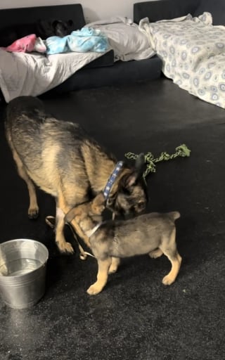 Illustration de l'article : Un chien traumatisé par toute une vie de négligence refuse catégoriquement de marcher jusqu'à sa rencontre avec 5 jeunes congénères