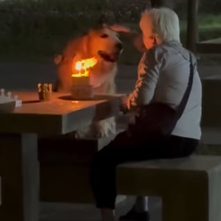Illustration de l'article : Installés dans un parc pour fêter ses 10 ans, il ne quitte pas sa maîtresse des yeux pendant qu’elle chante (vidéo)