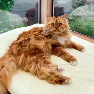 Illustration de l'article : La tentative attendrissante d'un chat cherchant à être invisible pour éviter la consultation chez le vétérinaire (vidéo)
