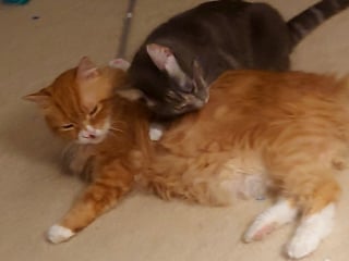 Illustration de l'article : Sauvé de la rue, un chat victime de négligences aide à son tour un autre félin à affronter l’adversité (vidéo)