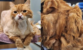Illustration de l'article : Sauvé de la rue, un chat victime de négligences aide à son tour un autre félin à affronter l’adversité (vidéo)