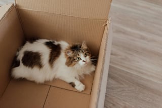 Illustration de l'article : 13 façons de faciliter son déménagement lorsque l’on a un animal de compagnie