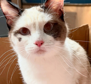 Illustration de l'article : Des miaulements amènent un passant jusqu’à une cachette dans un hangar abritant une famille de 7 chats