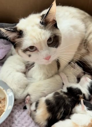 Illustration de l'article : Des miaulements amènent un passant jusqu’à une cachette dans un hangar abritant une famille de 7 chats