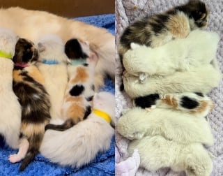 Illustration de l'article : Des miaulements amènent un passant jusqu’à une cachette dans un hangar abritant une famille de 7 chats