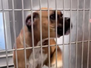 Illustration de l'article : Revirement de situation pour cette chienne promise à l’euthanasie dont le destin a radicalement changé après une publication sur TikTok (vidéo)
