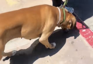 Illustration de l'article : Revirement de situation pour cette chienne promise à l’euthanasie dont le destin a radicalement changé après une publication sur TikTok (vidéo)