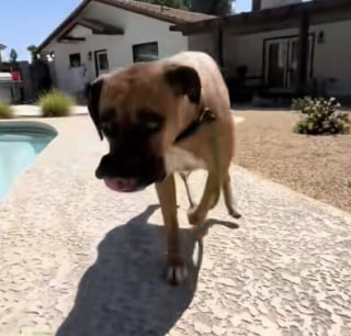 Illustration de l'article : Revirement de situation pour cette chienne promise à l’euthanasie dont le destin a radicalement changé après une publication sur TikTok (vidéo)